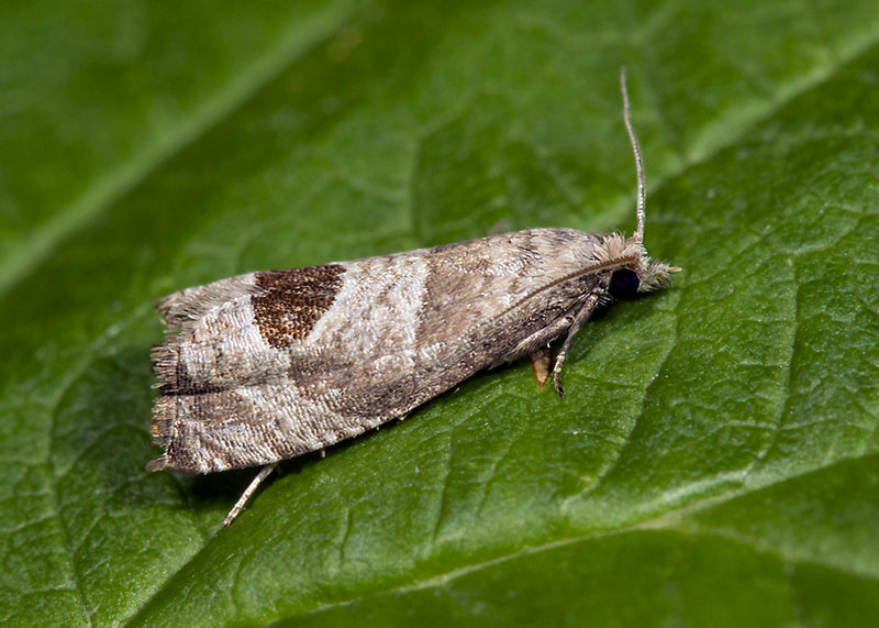 Notocelia uddmanniana, Tortricidae